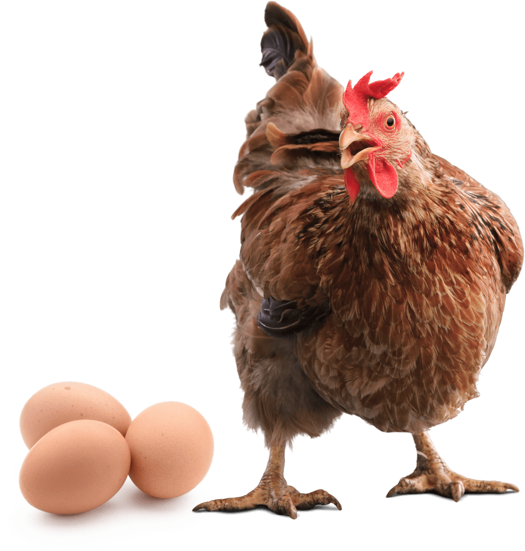 Chicken image representing Perutninarstvo Kaluža